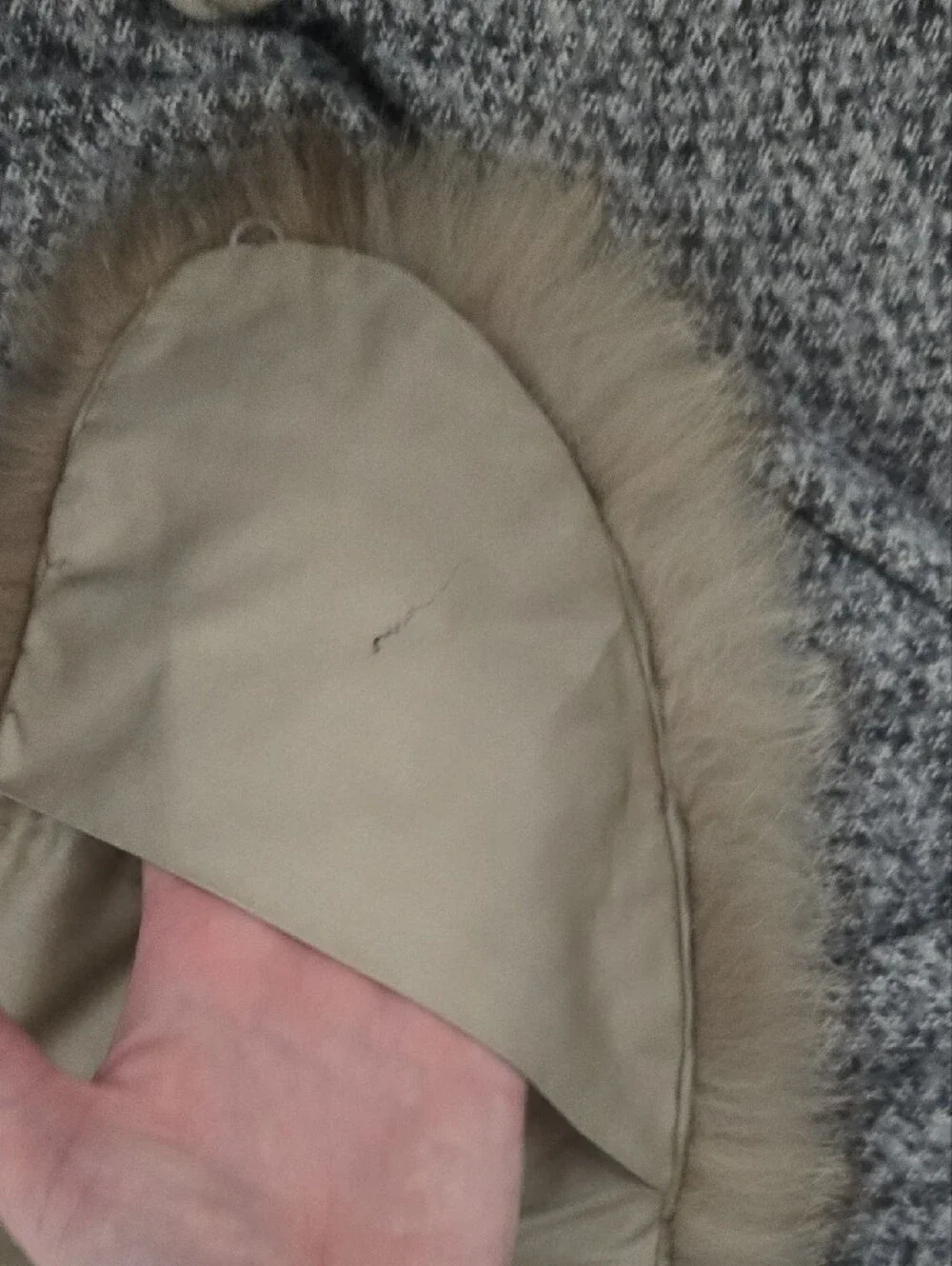 N/A real fox